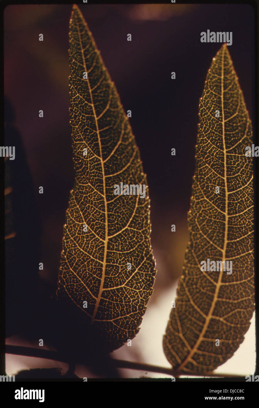 La fotografia cattura la variegata vita vegetale nell'area del Malibu Canyon delle Santa Monica Mountains. Questa regione è conosciuta per la sua flora unica e i paesaggi panoramici. Foto Stock
