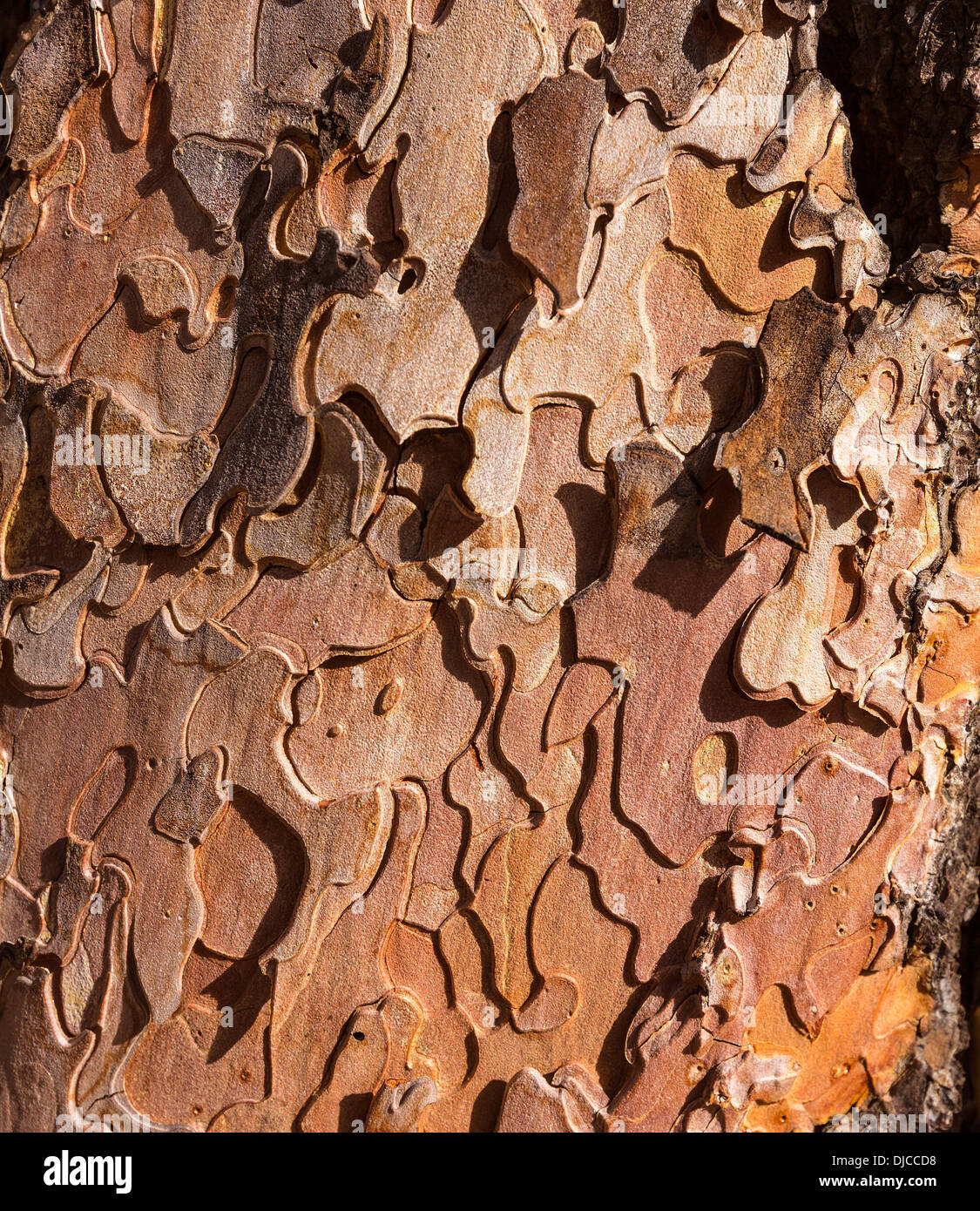 Pino corteccia del tronco dettaglio nel Grand Canyon Arizona USA Foto Stock
