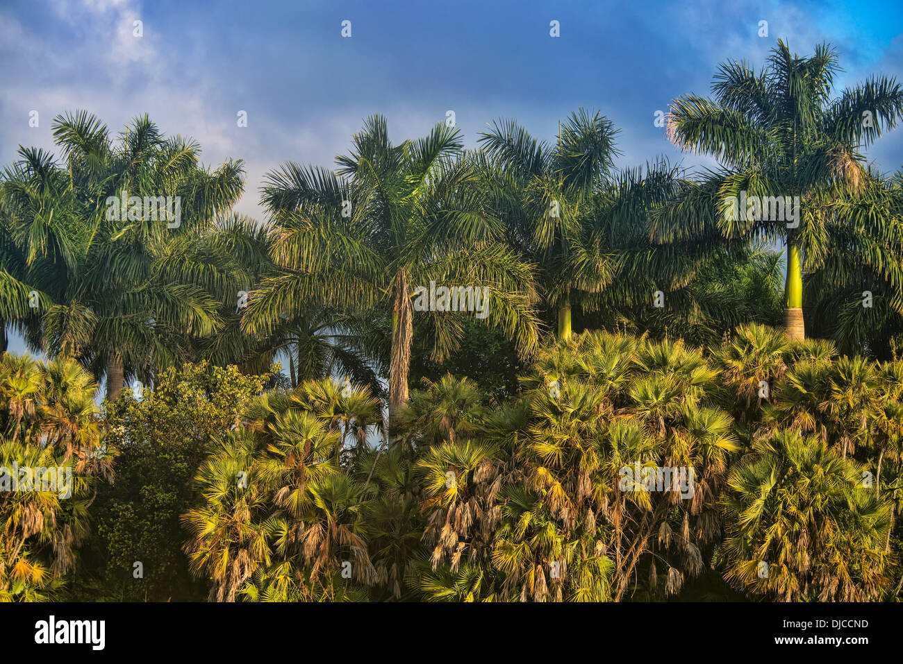 Green Cay umide, Florida, Stati Uniti d'America Foto Stock