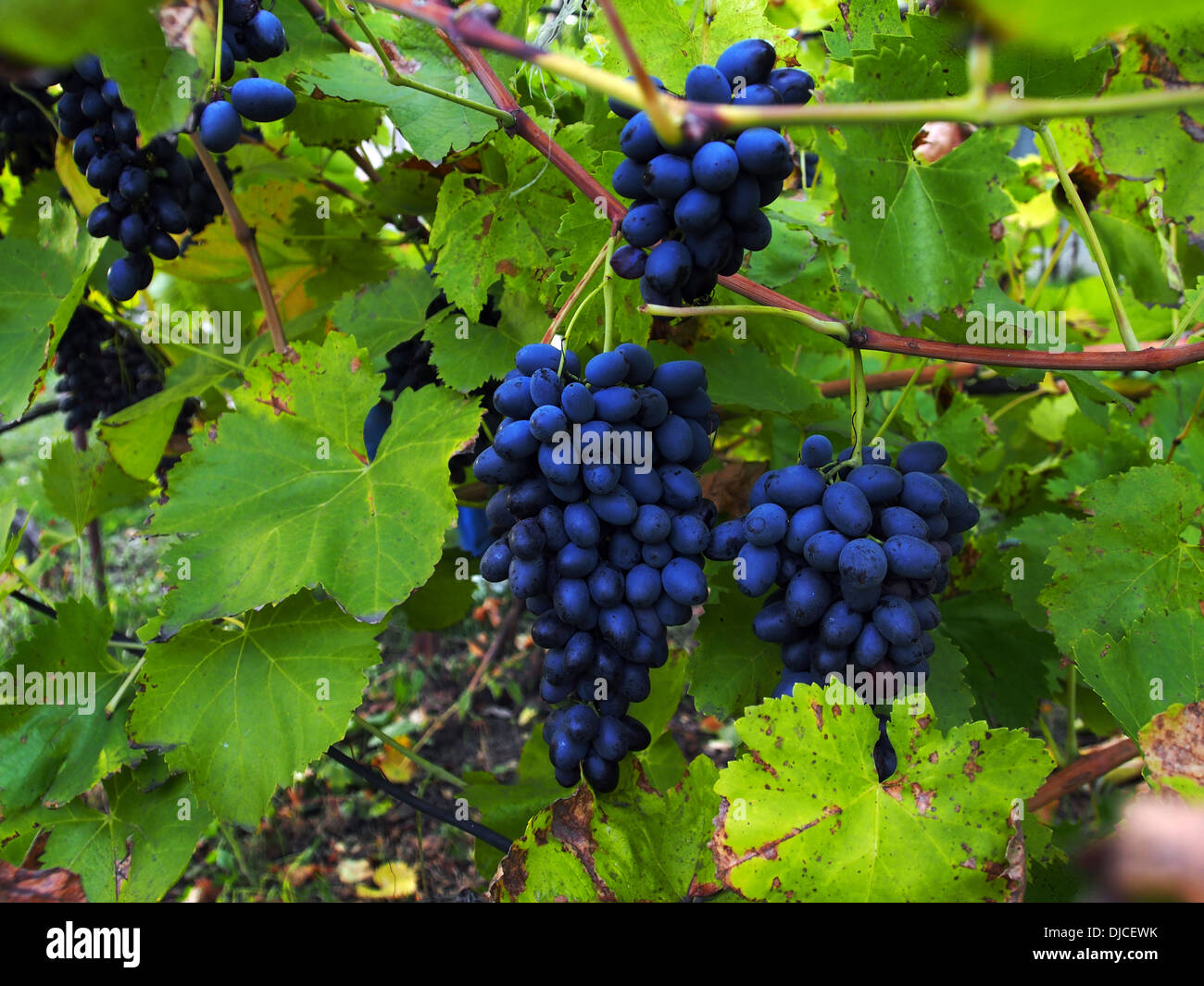 Maturazione grappoli di uva sulla vite Foto Stock