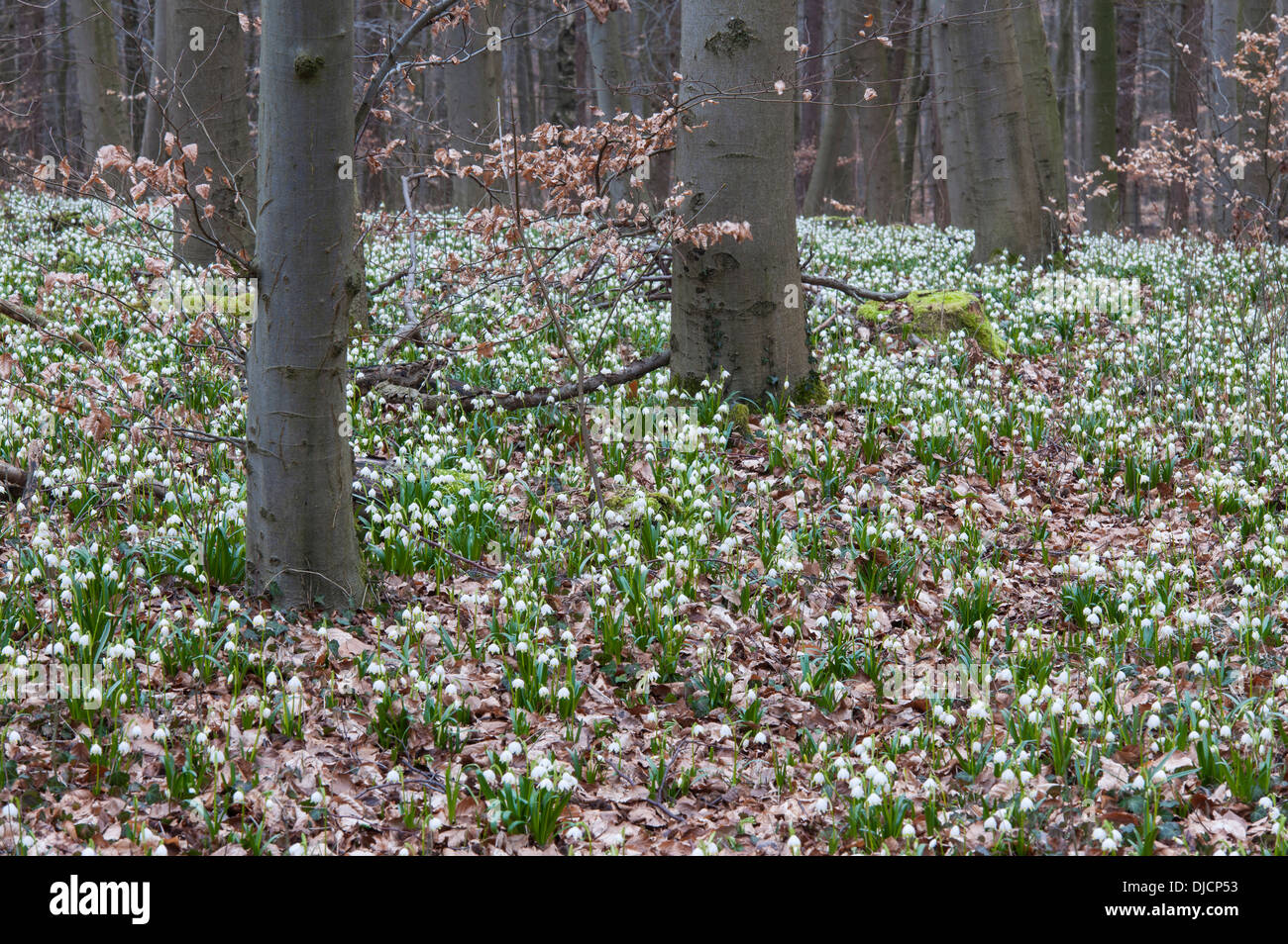 Il simbolo del fiocco di neve di primavera nella foresta di faggio, leucojum vernum, Germania Foto Stock