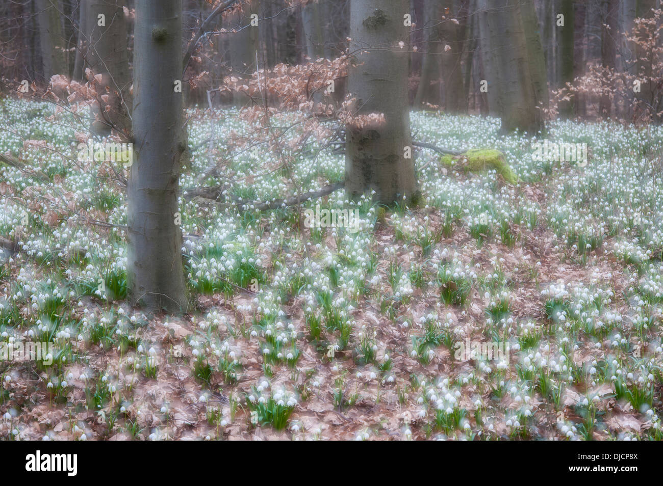 Il simbolo del fiocco di neve di primavera nella foresta di faggio, leucojum vernum, Germania Foto Stock