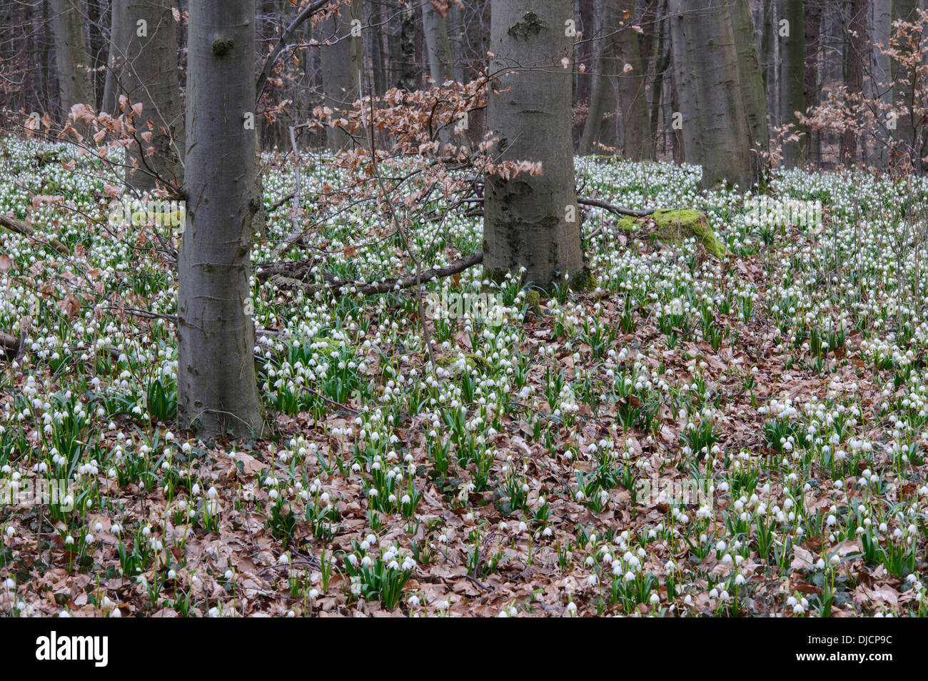 Il simbolo del fiocco di neve di primavera nella foresta di faggio, leucojum vernum, Germania Foto Stock