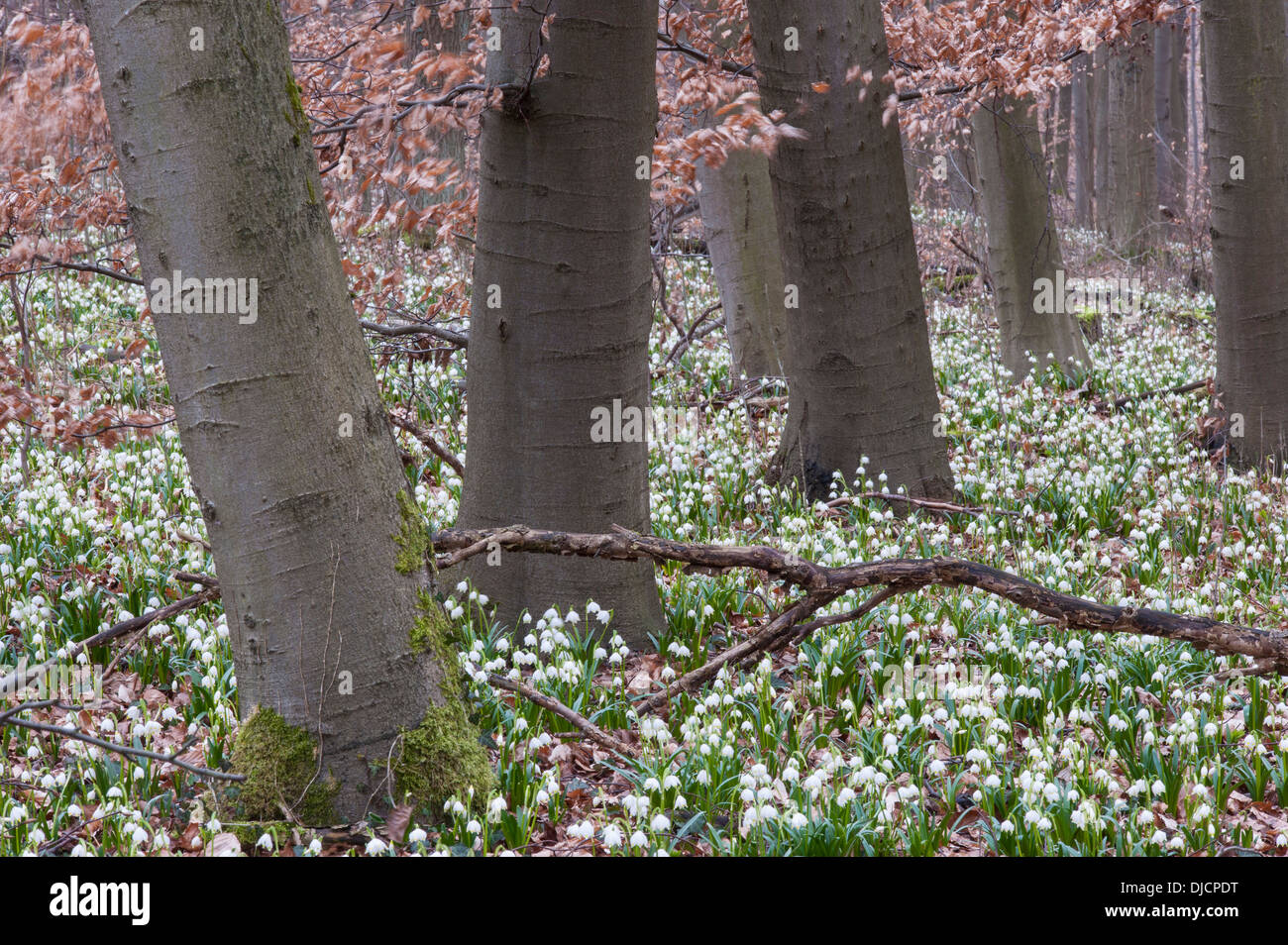 Il simbolo del fiocco di neve di primavera nella foresta di faggio, leucojum vernum, Germania Foto Stock