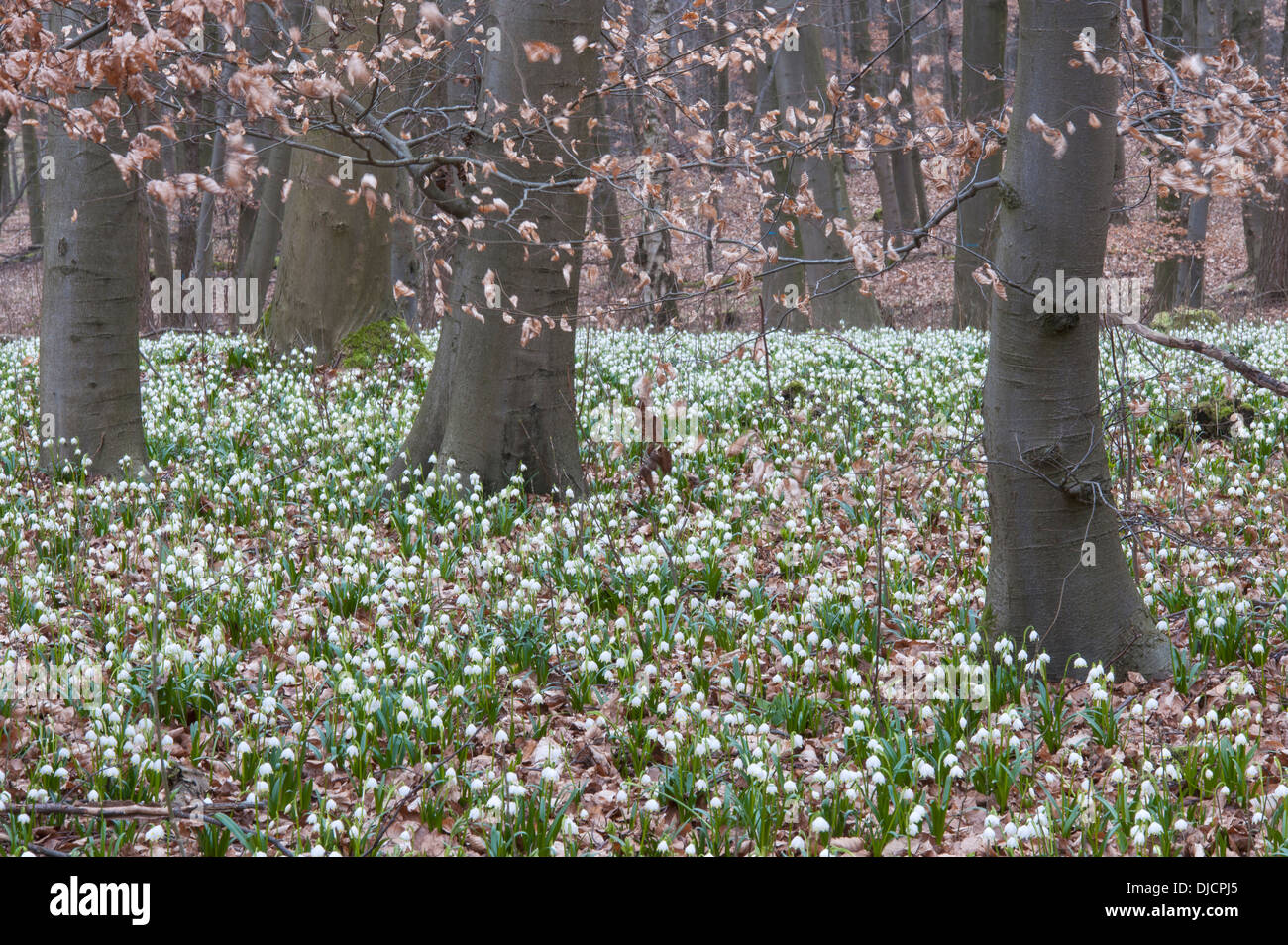 Il simbolo del fiocco di neve di primavera nella foresta di faggio, leucojum vernum, Germania Foto Stock