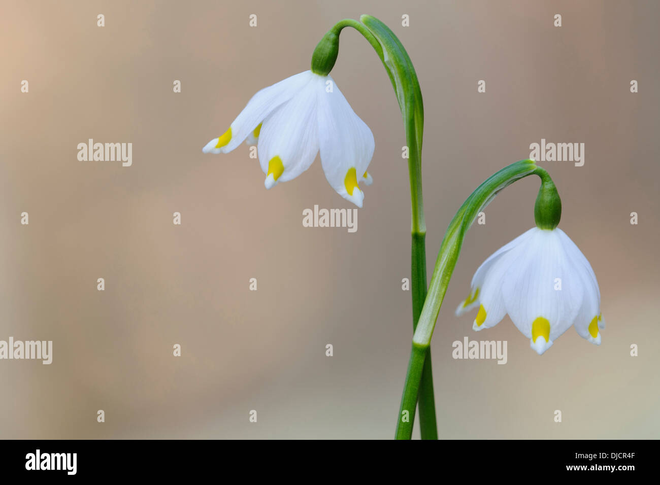 Il simbolo del fiocco di neve di primavera, leucojum vernum, Germania Foto Stock