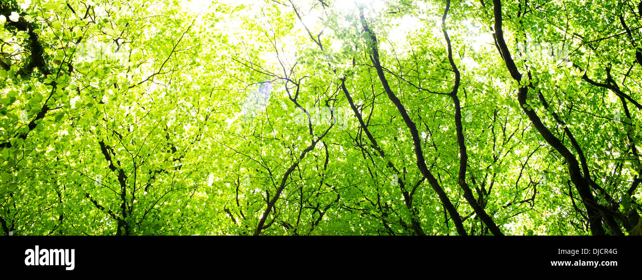 Boschi di alberi verdi Foto Stock