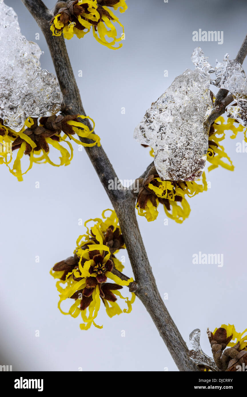 Strega-Hazel, hamamelis Foto Stock