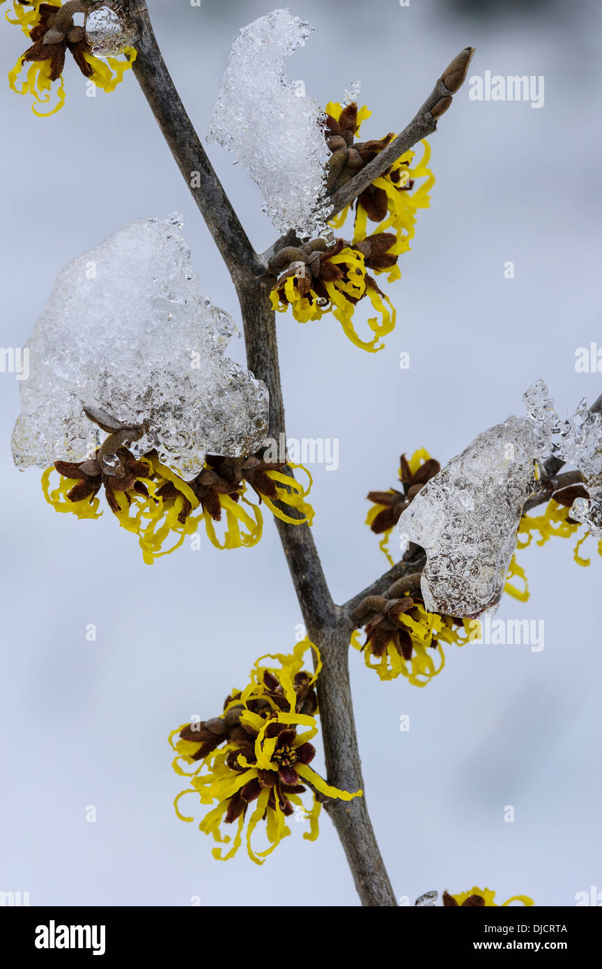Strega-Hazel, hamamelis Foto Stock