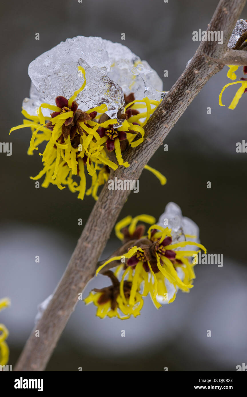 Strega-Hazel, hamamelis Foto Stock