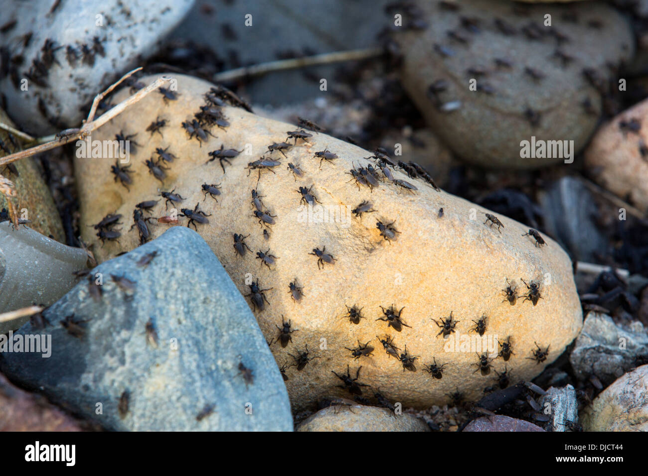 Alghe vola (Coelopa frigida) che si nutrono di alghe si è incagliata sulla strandline, che stanno eseguendo la migrazione lontano dalle alghe Foto Stock