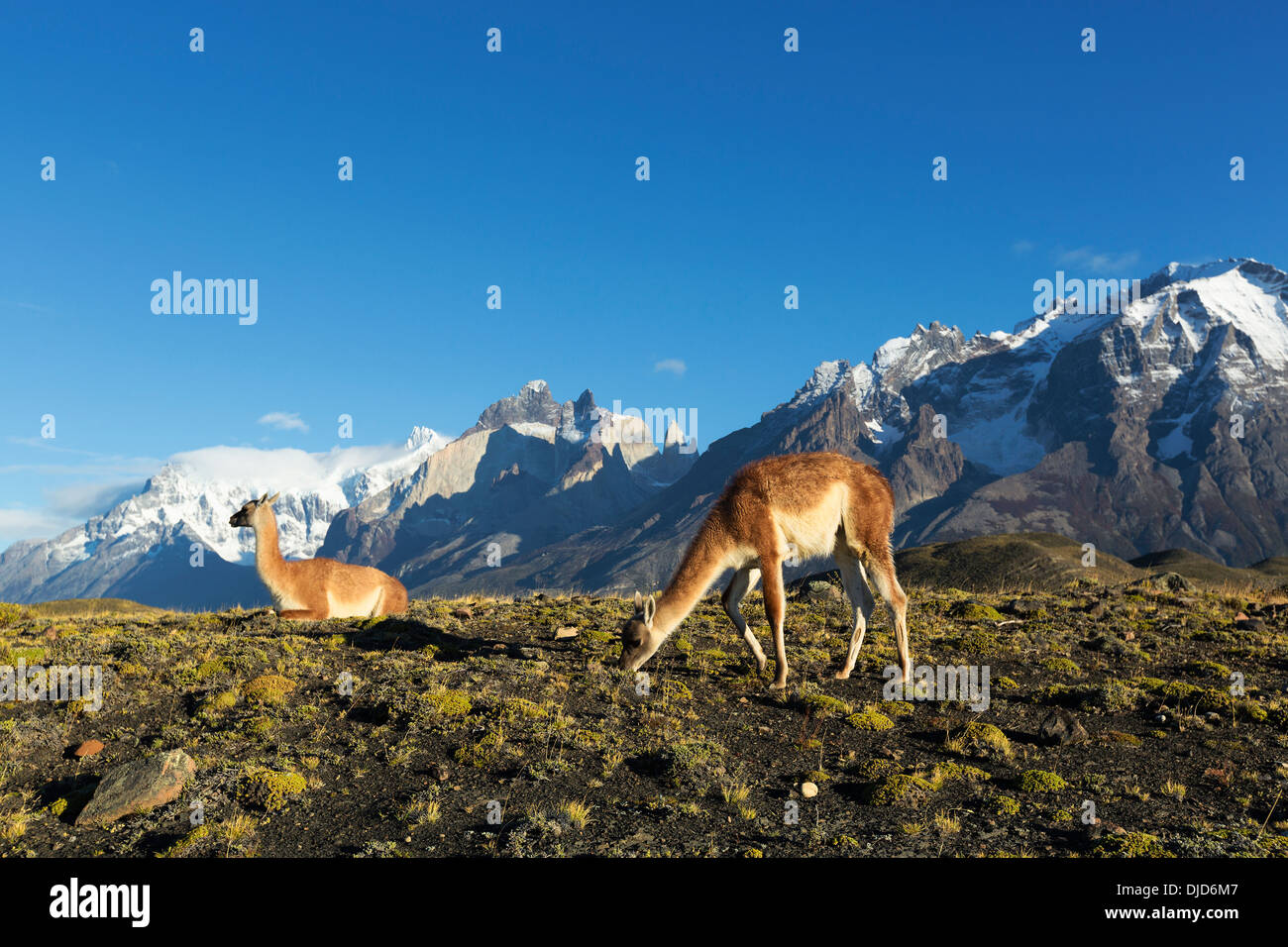 Due Guanachi(Lama guanicoe) permanente sulla collina con Torres del Paine montagne sullo sfondo.Patagonia.Cile Foto Stock