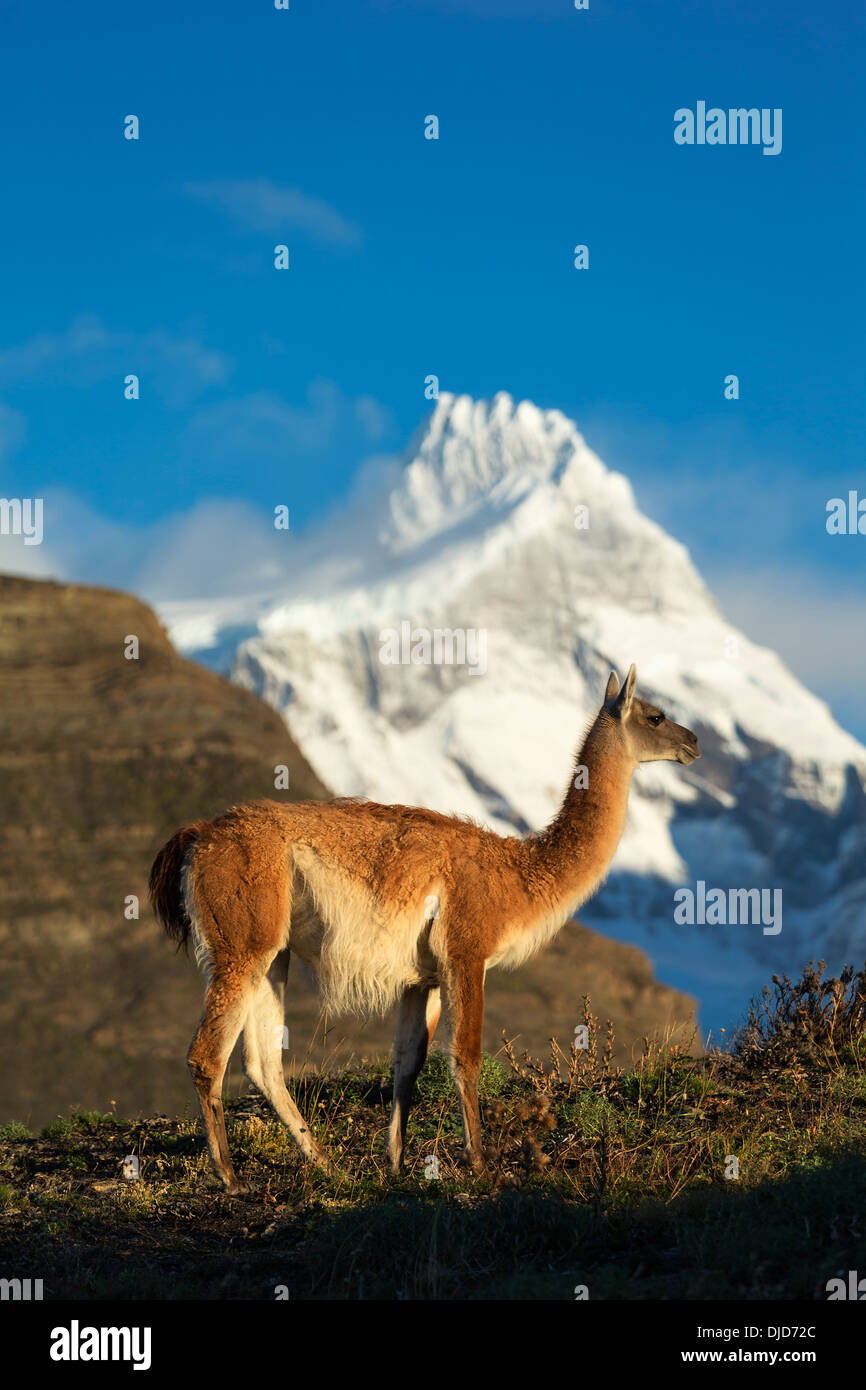 Guanaco(Lama guanicoe) permanente sulla collina con Torres del Paine montagne sullo sfondo.Patagonia.Cile Foto Stock