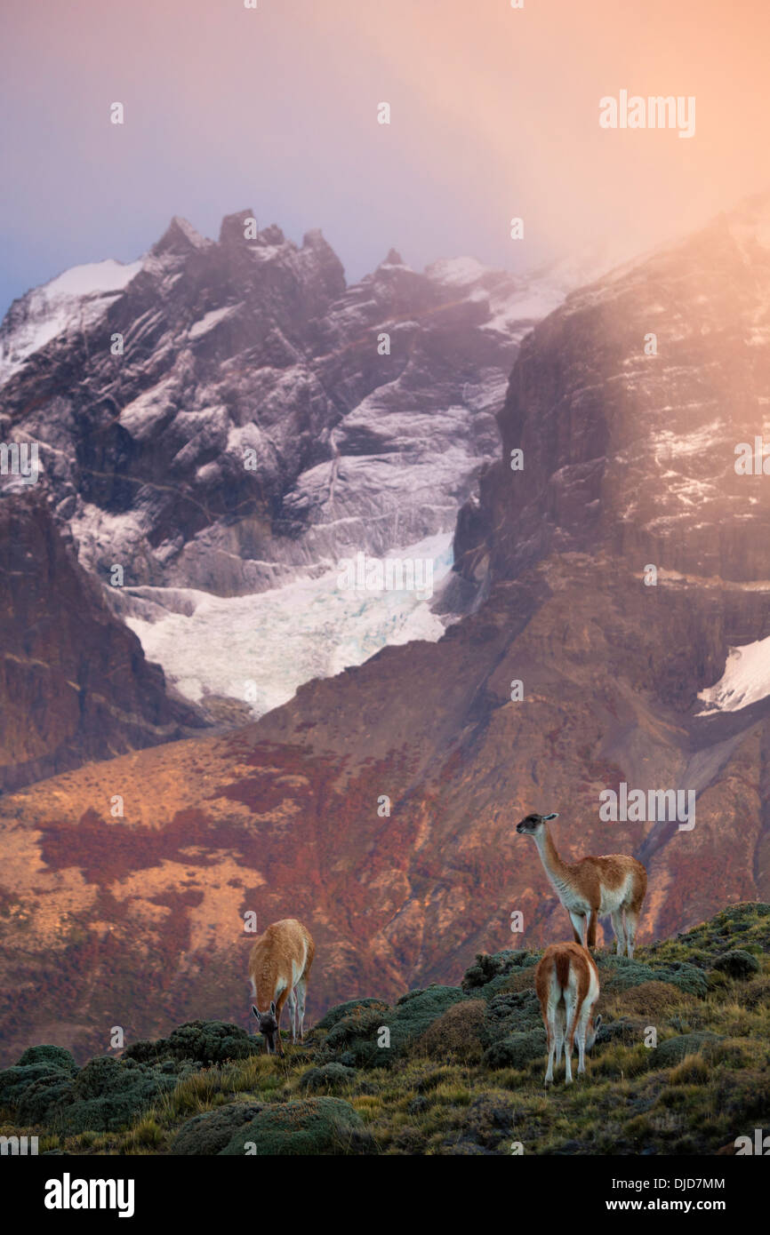 Piccolo gruppo di guanaco(Lama guanicoe) il pascolo con Torres del Paine montagne sullo sfondo.Patagonia.Cile Foto Stock