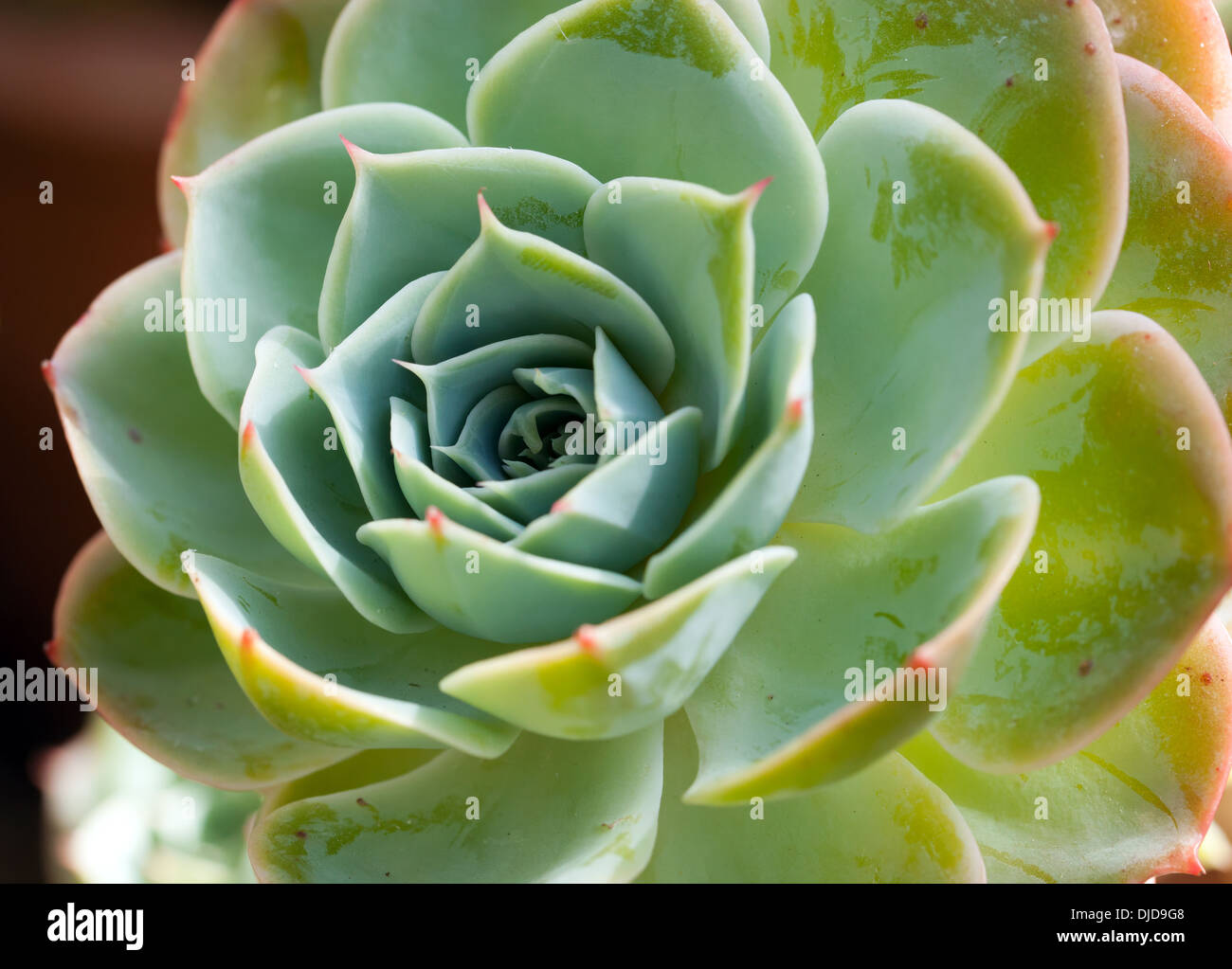 Immagine macro di un Echeveria piante succulente. Foto Stock