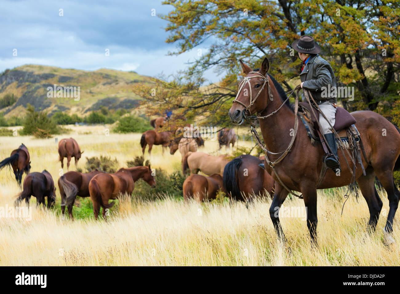 Gaucho sul suo cavallo guardando cavalli selvaggi pascolare.Patagonia.Cile Foto Stock