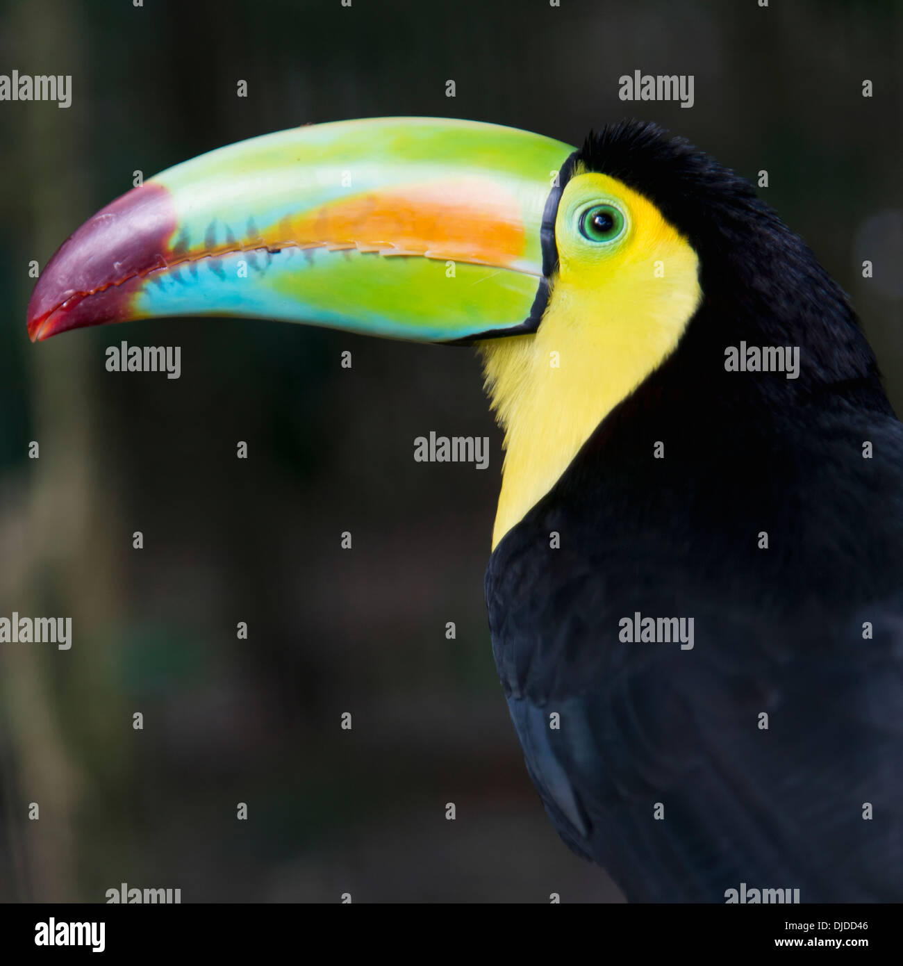 Macaw; Copan, Honduras Foto Stock