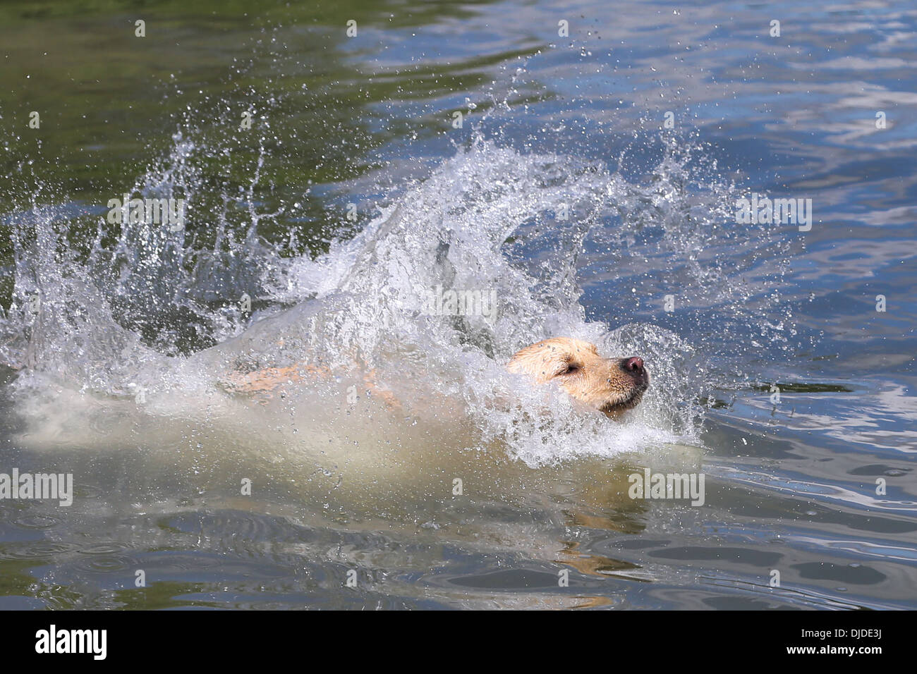 Cani nuotare nel fiume del fiume Cam in Cambridge Foto Stock