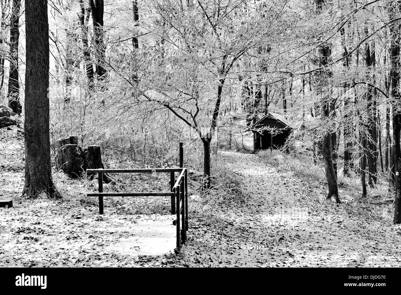 La Germania, il Parco Naturale di Odenwald: alberi con trasformata per forte gradiente bianco di brina in corrispondenza Katzenbuckel mountain dopo la prima neve caduta Foto Stock
