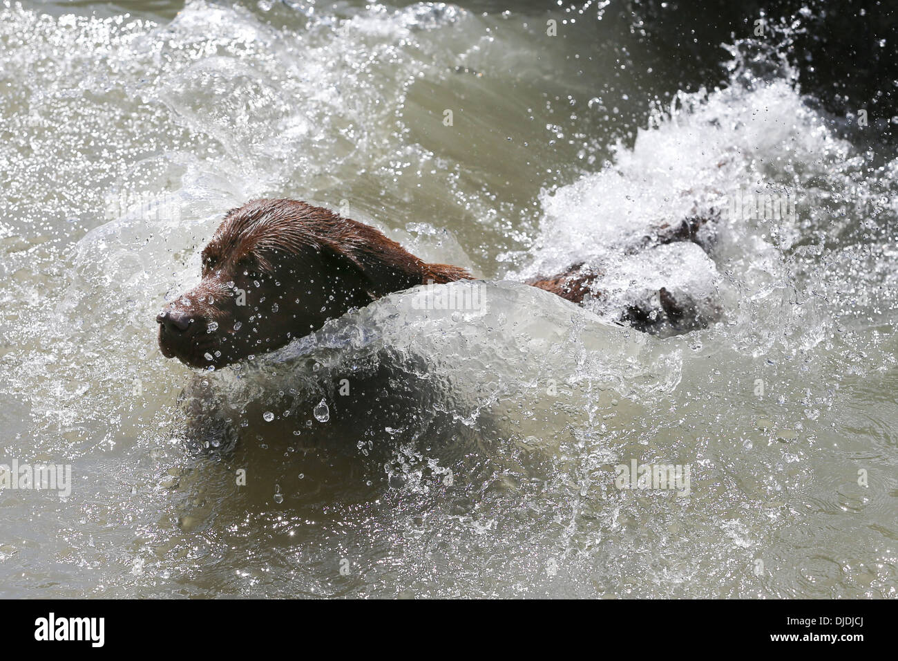 Cani nuotare nel fiume del fiume Cam in Cambridge Foto Stock