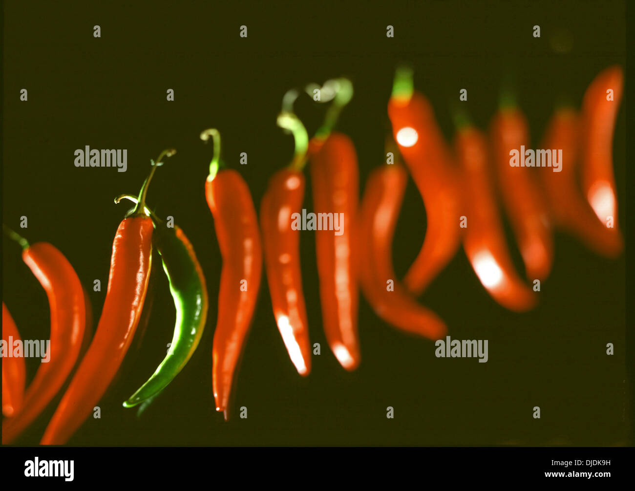 Uno verde peperoncino tra diversi peperoncino rosso Foto Stock