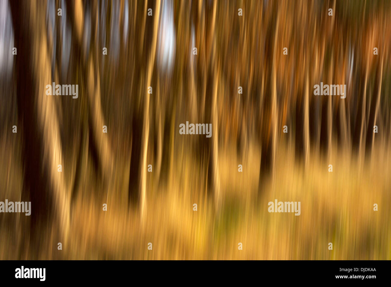 Forest, tronchi di albero sfocato Foto Stock