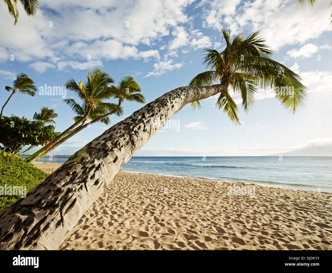 Le palme sulla spiaggia, Hanaka&#39;o&#39;o Beach Park, Maui, Hawaii, STATI UNITI D'AMERICA Foto Stock