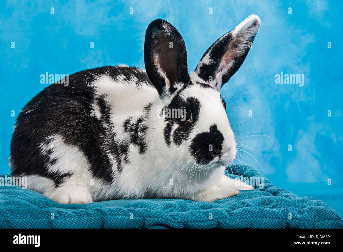 In bianco e nero di coniglio pinto Foto Stock