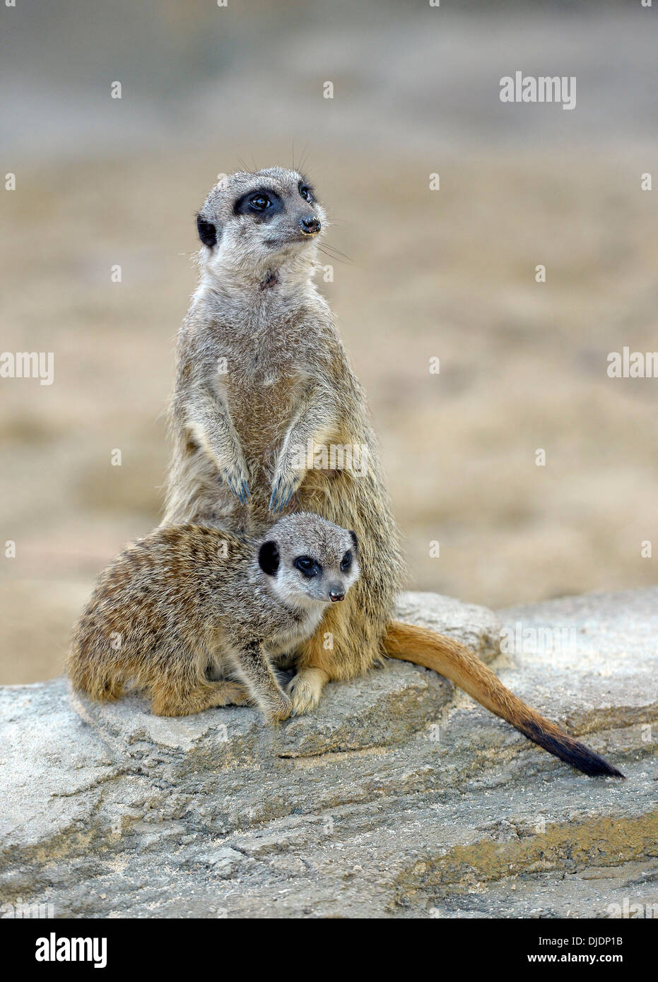 Meerkats (Suricata suricatta), giovane animale e animale adulto, nativo di Africa, prigionieri Baden-Wuerttemberg, Germania Foto Stock