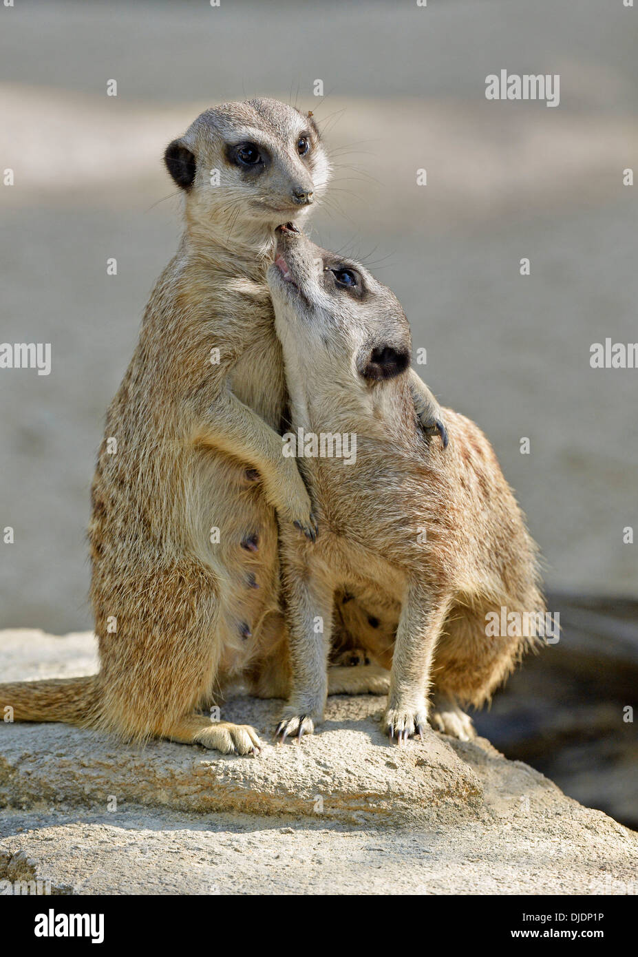 Meerkats (Suricata suricatta), giovani, nativo di Africa, prigionieri Baden-Wuerttemberg, Germania Foto Stock