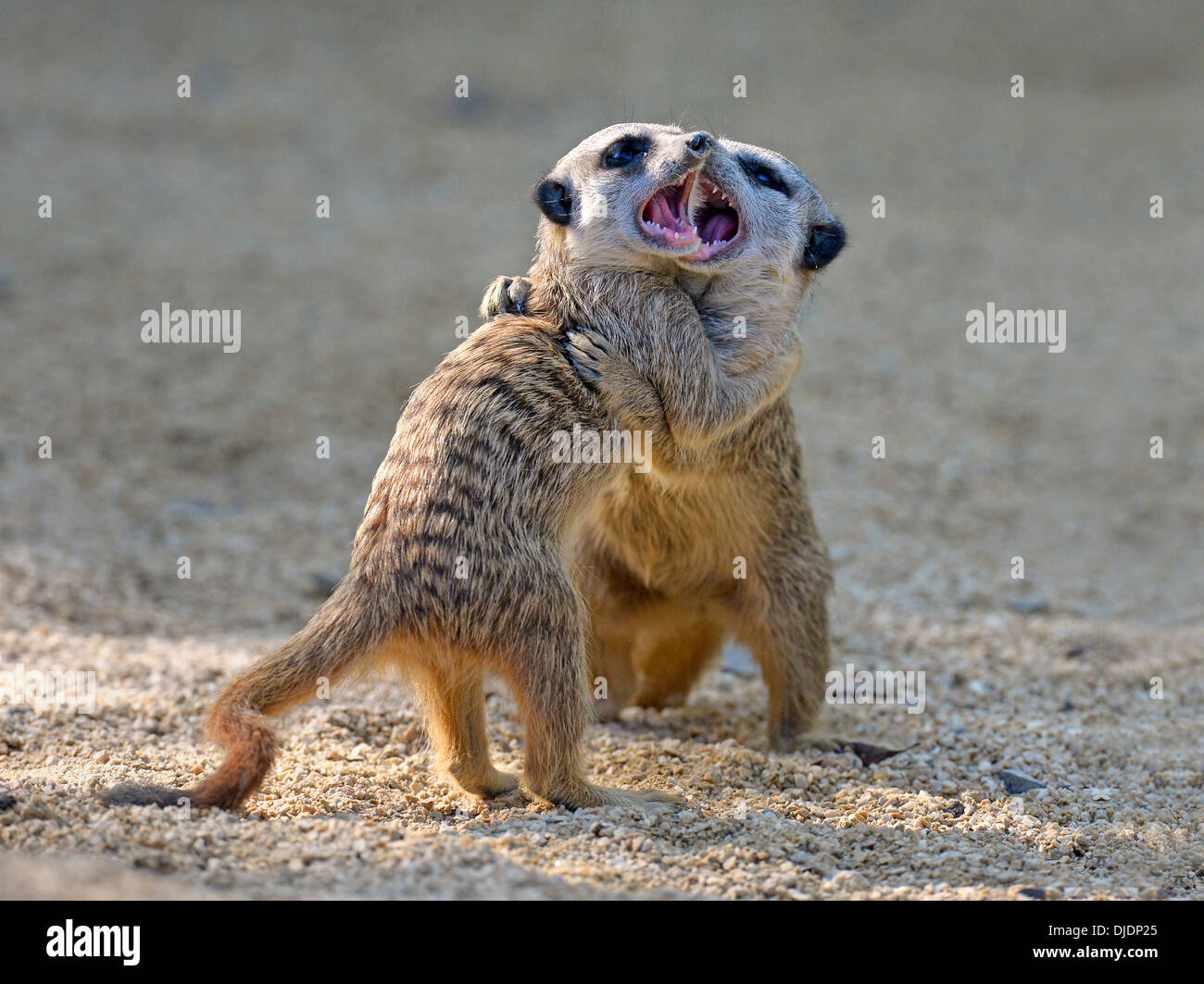 Meerkats (Suricata suricatta), riproduzione di giovani, scuffling, nativo di Africa, prigionieri Baden-Wuerttemberg, Germania Foto Stock