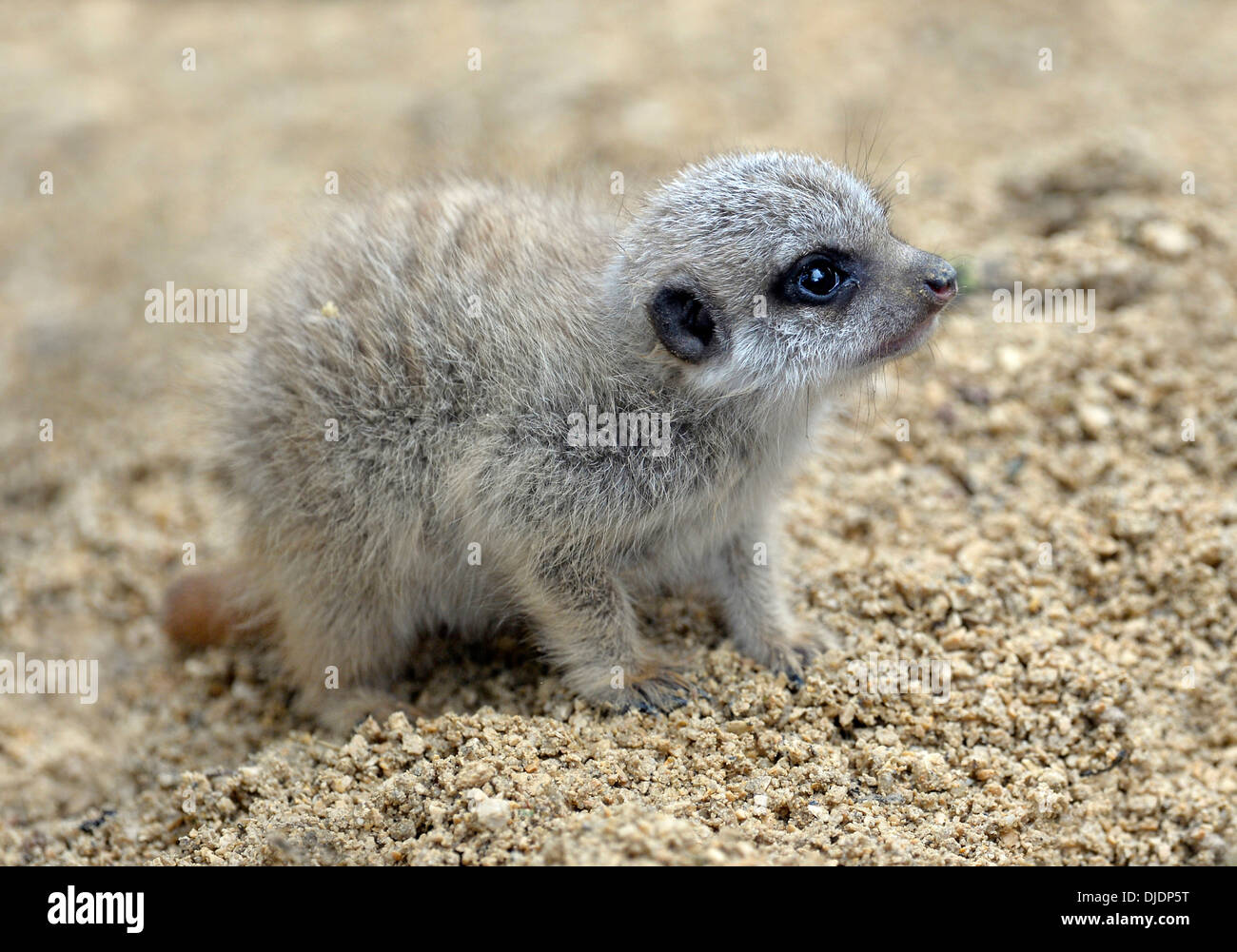 Meerkat (Suricata suricatta), giovane, circa 3 settimane, nativo di Africa, prigionieri Baden-Wuerttemberg, Germania Foto Stock