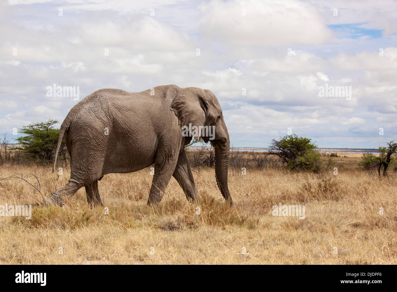 Elefante africano (Loxodonta africana), Namutoni, il Parco Nazionale di Etosha, Namibia Foto Stock