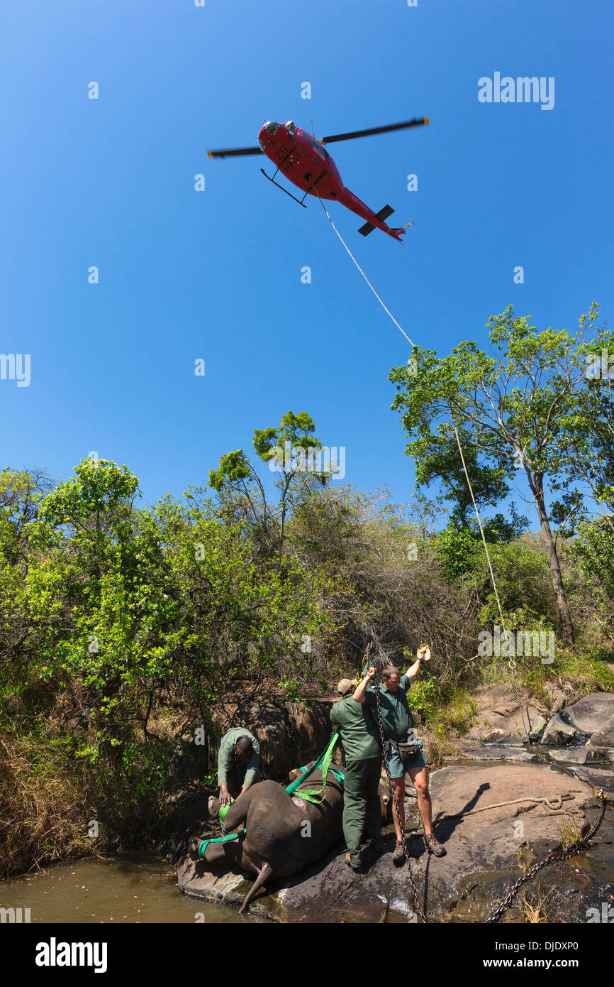 Rinoceronte nero (Diceros simum) essendo preparato per un ponte aereo in elicottero.Ithala game reserve.Sud Africa Foto Stock