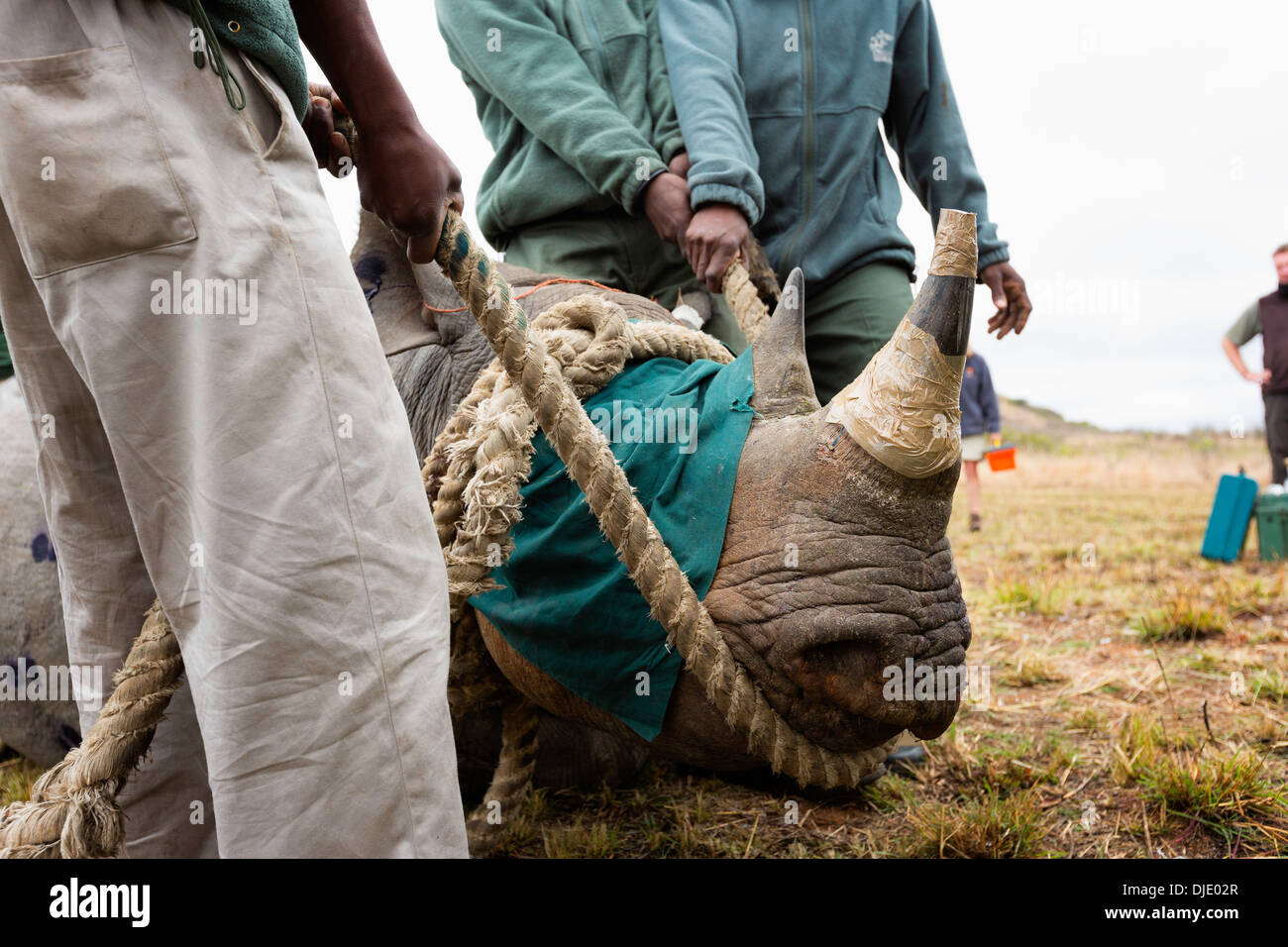 Rinoceronte nero (Diceros simum)essendo caricato in una cassa per la traslocazione.Ithala game reserve.Sud Africa Foto Stock