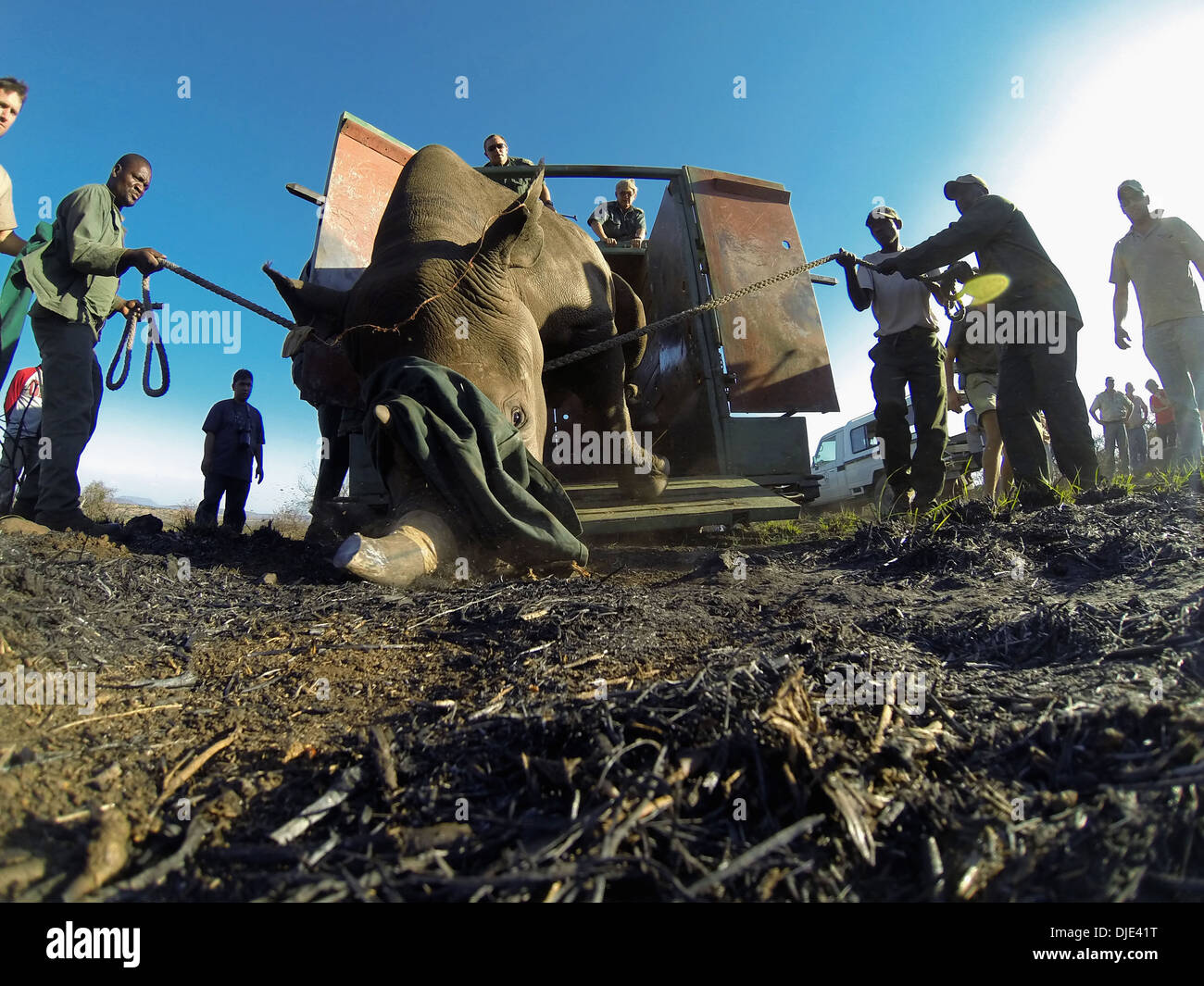 Rinoceronte nero (Diceros simum) essendo rilasciato in un area protetta.Ithala game reserve.Sud Africa Foto Stock