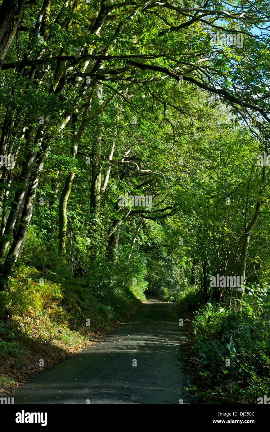 Sunken lane, Ludderburn, nella valle di Winster, Parco Nazionale del Distretto dei Laghi, Cumbria, England Regno Unito Foto Stock