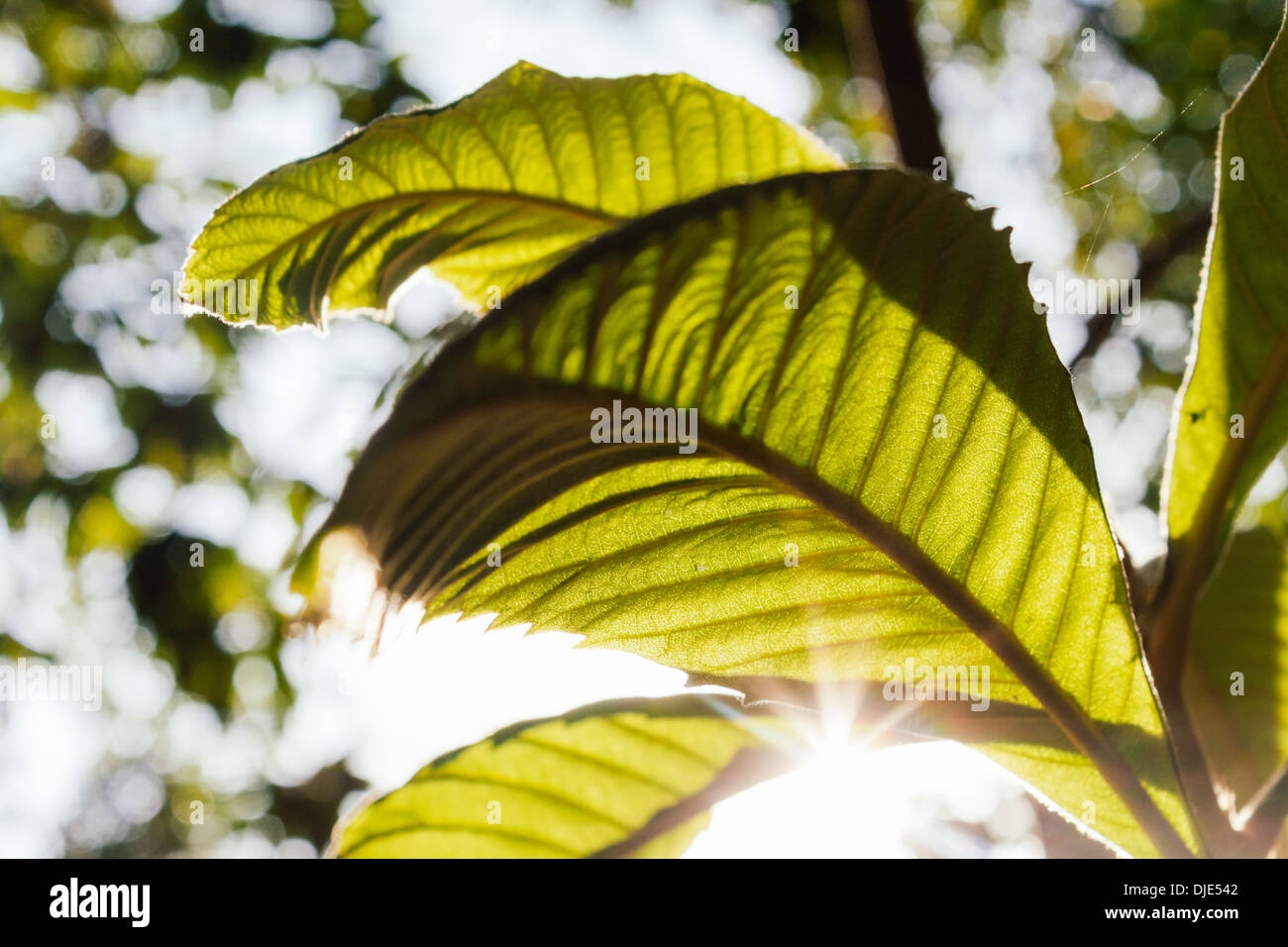 Foglie di albero con i riflessi del sole. Foto Stock