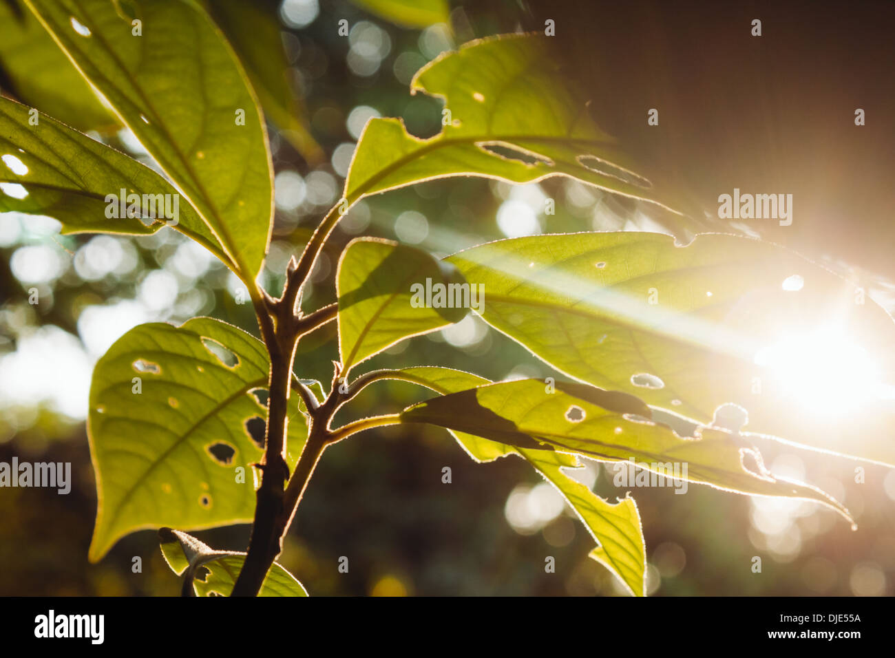 Foglie di albero con i riflessi del sole. Foto Stock