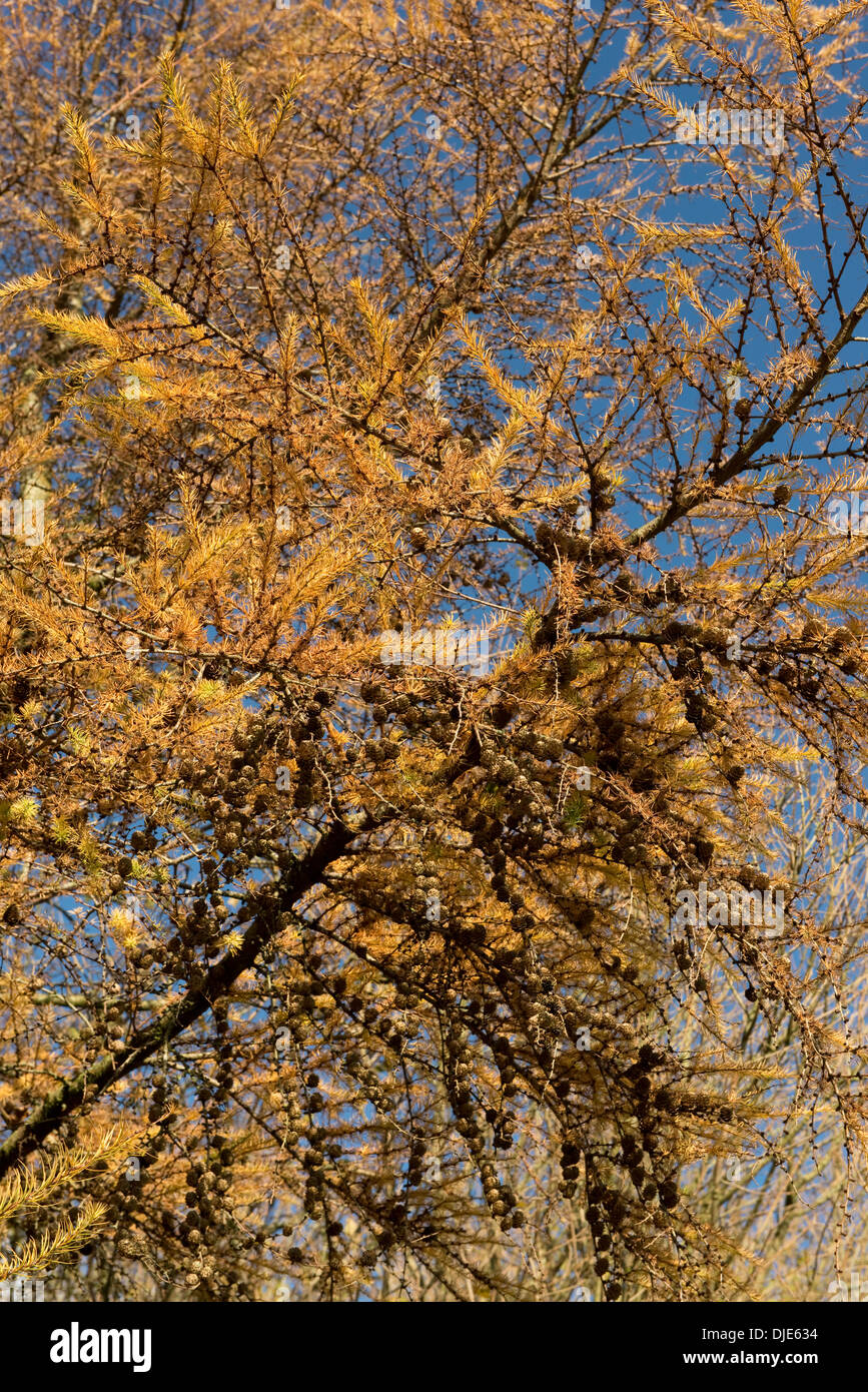 Il fogliame di larice in oro di autunno con piccoli coni contro un blu Foto Stock