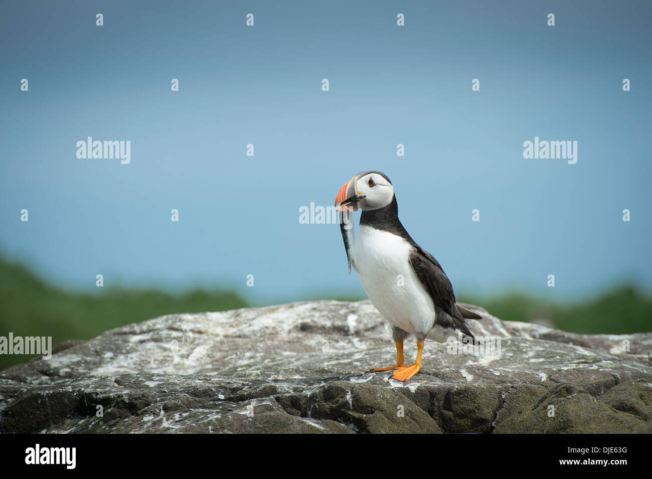 Puffin con un pesce nel becco sulle isole farne, Northumberland, Inghilterra Foto Stock