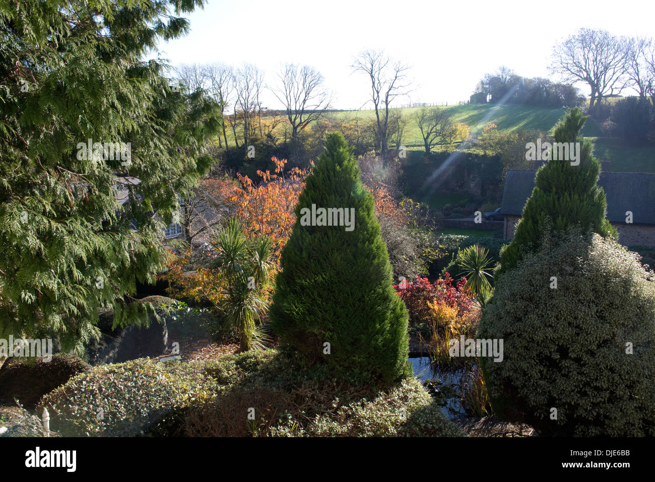 I colori in un giardino nel Devon su un luminoso mattino di autunno Foto Stock