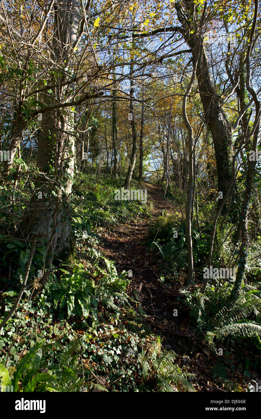 Un percorso per cervi e altri animali attraverso il bosco su un luminoso mattino di autunno Foto Stock