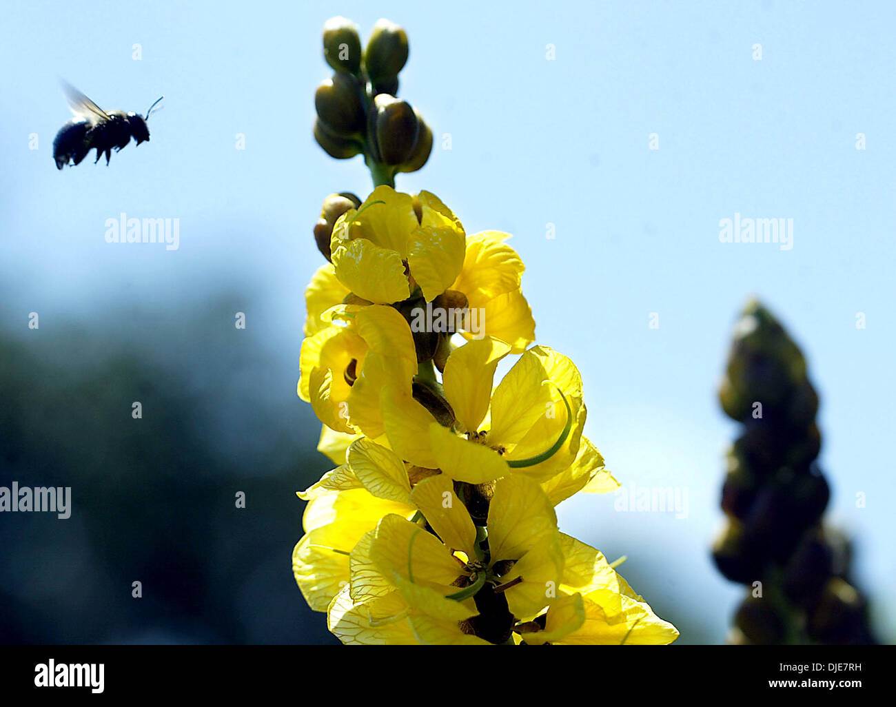 Maggio 22, 2004; Jensen Beach, FL, Stati Uniti d'America; un bumblebee si avvicina un Popcorn Cassia fiore durante il Jensen Beach Garden Club di Buttefly Garden Open House sabato a Indian Riverside Park. Il giardino fu piantato un anno fa. Foto Stock