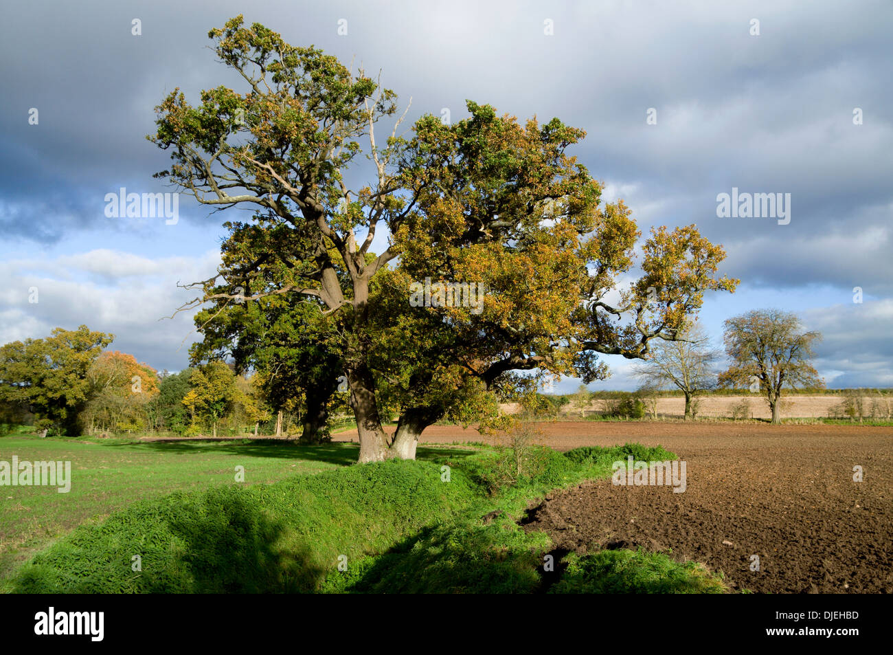 Campagna, Mathern vicino a Chepstow, Monmouthshire, Galles del Sud. Foto Stock