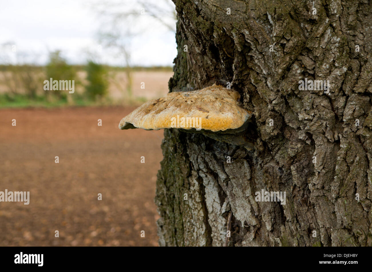 Staffa funghi che crescono sul tronco di albero, Mathern vicino a Chepstow, Monmouthshire, Galles. Foto Stock