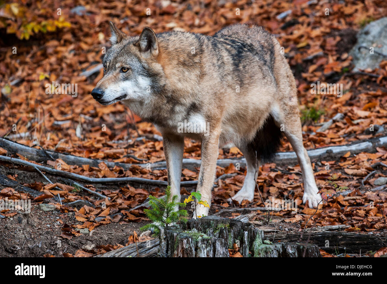 Unione lupo (Canis lupus) con coda nascosto tra le zampe posteriori nella foresta di autunno Foto Stock