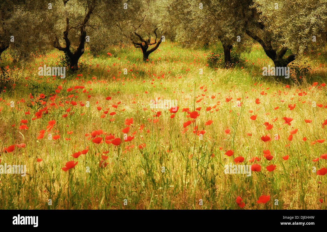 Un campo di papaveri e ulivi in Provenza, Francia Foto Stock