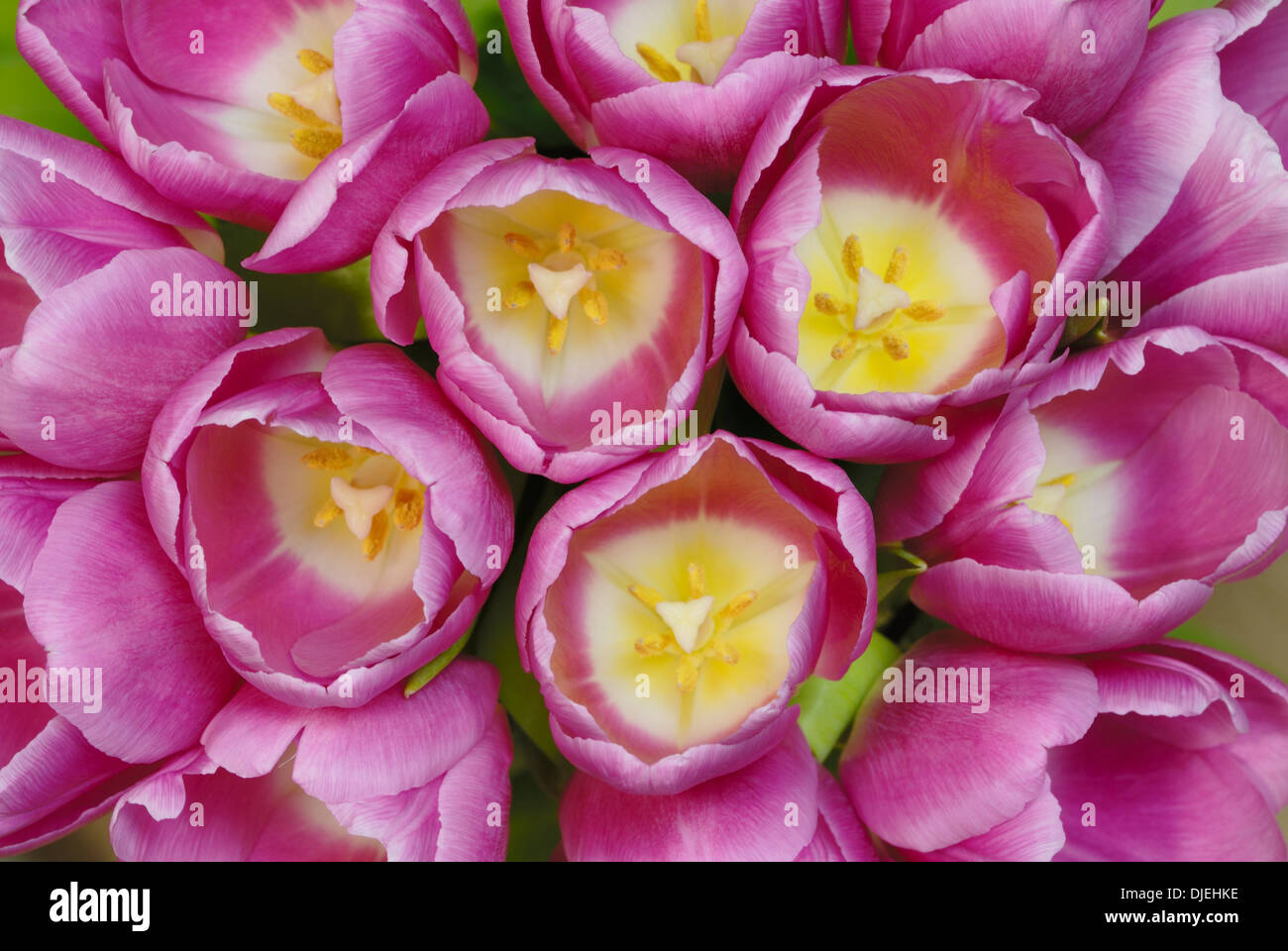 Chiudere il gruppo di aprire Tulip fiori Foto Stock