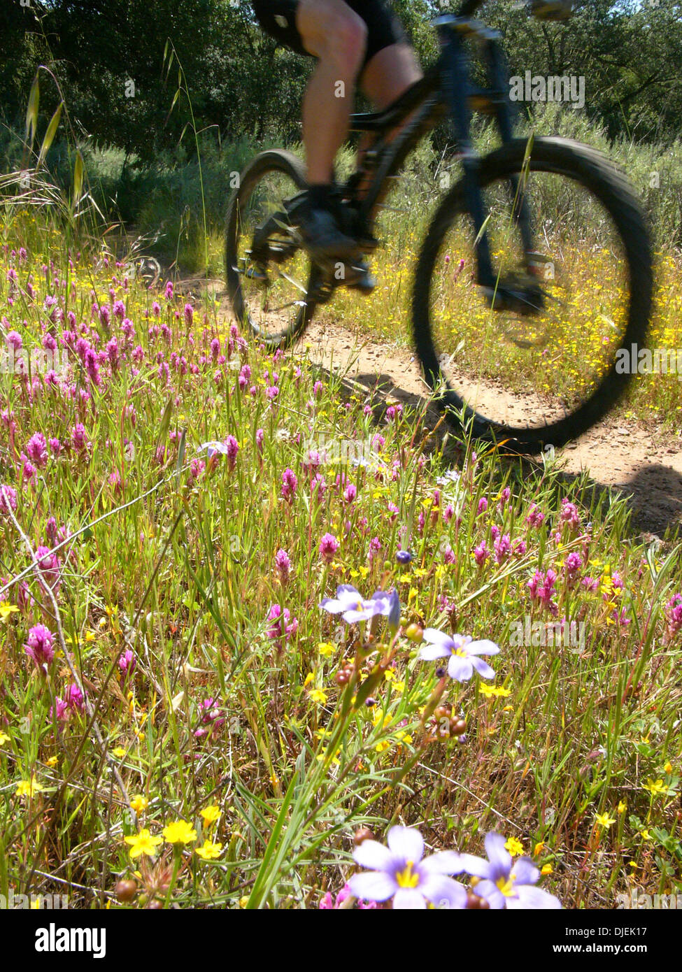 Settembre 01, 2007 - San Juan Mountains, California, Stati Uniti d'America - Mountain bike include: cross country, downhill, freeride, dirt jump e prove/street di equitazione. Lo sport richiede endurance, bike abilità di manipolazione e di autosufficienza. Si tratta di un singolo sport che possono essere eseguite quasi ovunque. Vi sono aspetti della mountain bike che sono più simili a trail running rispetto ad una normale bicicletta Foto Stock